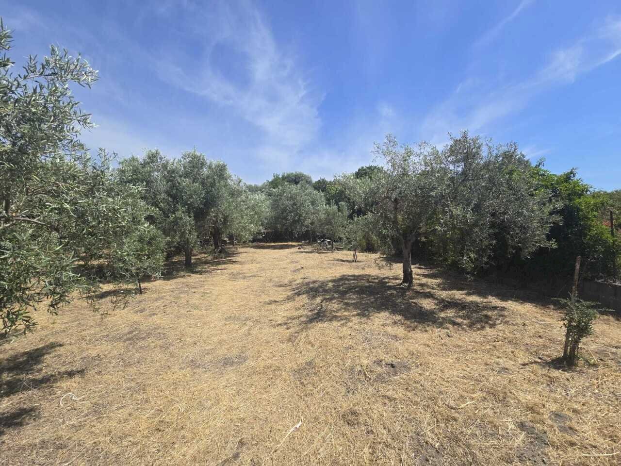 2 - Terreno agricolo Viale dello Sport, Camporotondo Etneo - foto 2