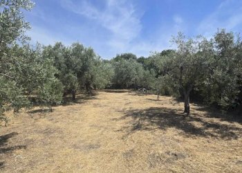 1 - Terreno agricolo Viale dello Sport, Camporotondo Etneo - foto 1