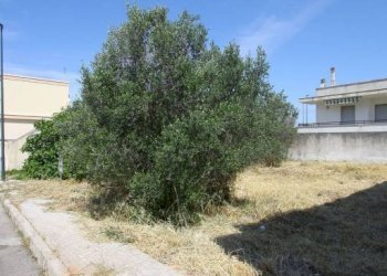 Terreno - Terreno edificabile via Giorgio La Pira, Parabita - foto 4
