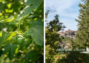 Villa Unifamiliare Via Perugia, snc, Montegabbione - foto 34