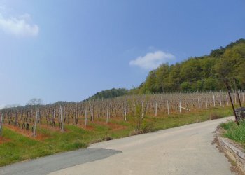 Casa indipendente Alessandria - foto 7