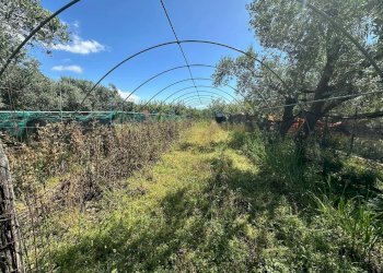 Foto 10 - Terreno agricolo via del morteo, Albenga - foto 10