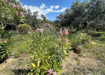 Foto 12 - Terreno agricolo via del morteo, Albenga - foto 12