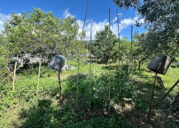 Foto 16 - Terreno agricolo via del morteo, Albenga - foto 16