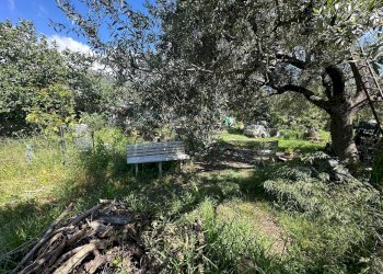 Foto 17 - Terreno agricolo via del morteo, Albenga - foto 17
