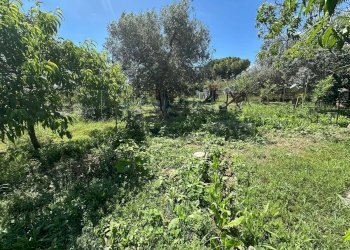 Foto 24 - Terreno agricolo via del morteo, Albenga - foto 24