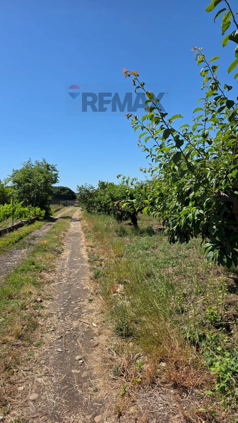 Giardino - Terreno agricolo Via Ugo Foscolo
68/C, Giarre - foto 2