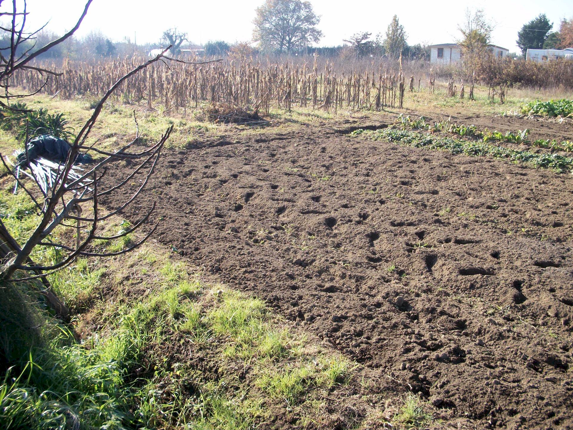 Foto 1 - Terreno agricolo Via Di Padule, Pisa - foto 1