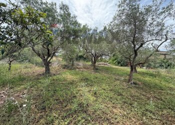 Giardino - Villa Contrada grassuri di Valguarnera
 
snc, Partinico - photo 11