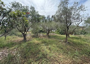 Giardino - Villa Contrada grassuri di Valguarnera
 
snc, Partinico - photo 13
