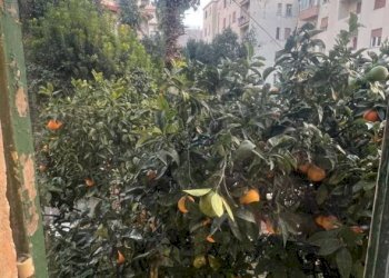 Terratetto - Terracielo Sanremo - foto 13