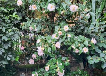 Trilocale Via Duca degli Abruzzi 44, Sanremo - foto 25