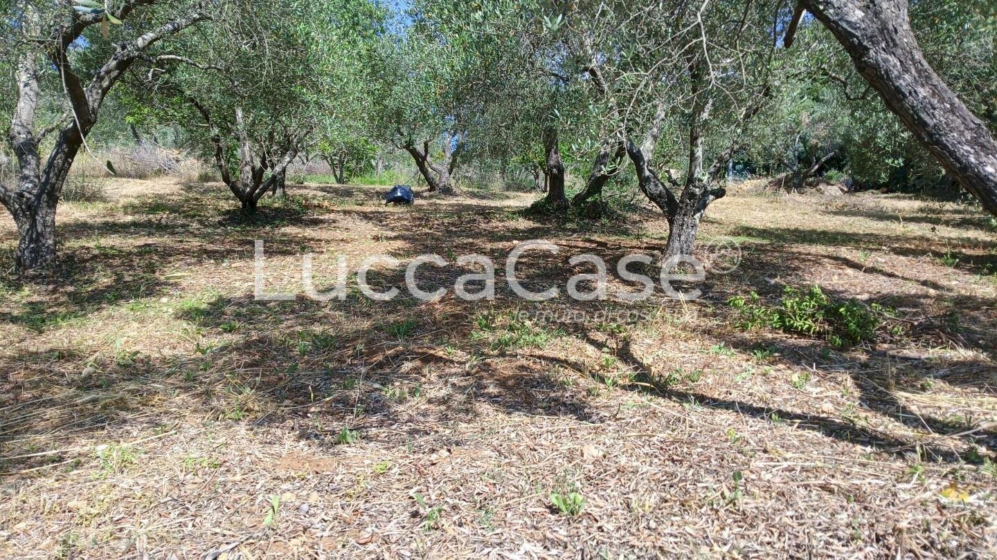 Rustic Rosignano Marittimo - photo 3