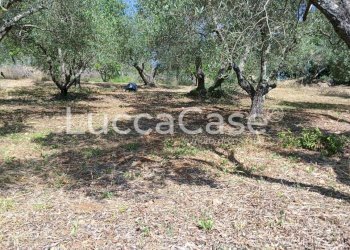 Rustic Rosignano Marittimo - photo 3
