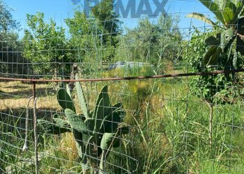 Giardino - Terreno agricolo Via San Marco
8, Calatabiano - foto 11