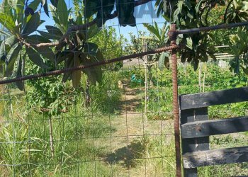 Giardino - Terreno agricolo Via San Marco
8, Calatabiano - foto 15