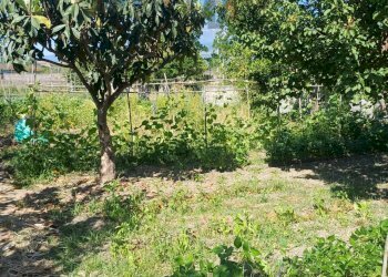 Giardino - Terreno agricolo Via San Marco
8, Calatabiano - foto 16