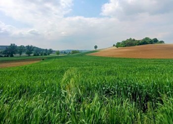 Terreno - Rustico strada Perrona, Calliano - foto 2