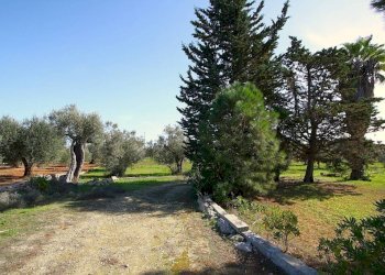 Terreno - Agricultural land strada Vicinale Mimmo, Matino - photo 11