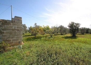 Terreno - Agricultural land strada Vicinale Mimmo, Matino - photo 13