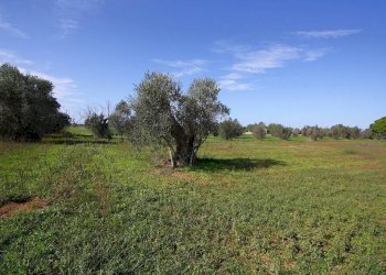 Terreno - Agricultural land strada Vicinale Mimmo, Matino - photo 18
