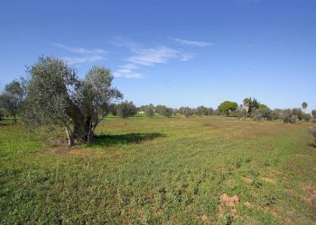 Terreno - Agricultural land strada Vicinale Mimmo, Matino - photo 19