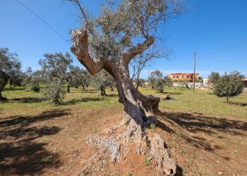 Terreno - Villa SP223, Gallipoli - foto 10