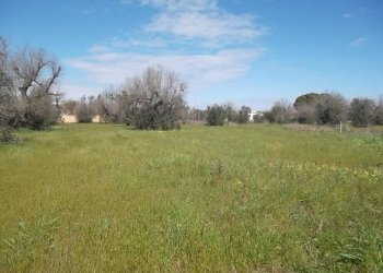 Rustic SP321, Casarano - photo 6