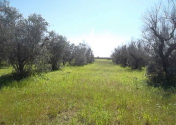 Rustic SP321, Casarano - photo 7
