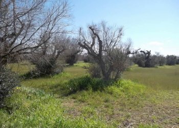 Rustic SP321, Casarano - photo 9