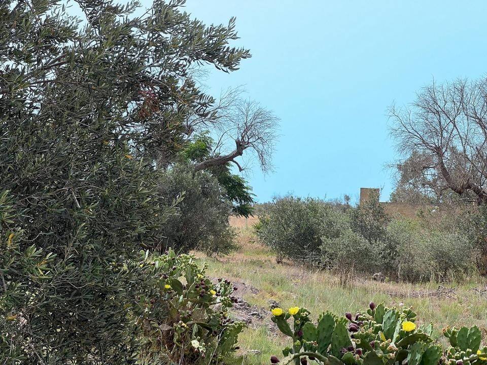 terreno - Building land via Domenico Cimabue, Matino - photo 1