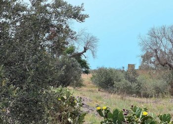 terreno - Building land via Domenico Cimabue, Matino - photo 1