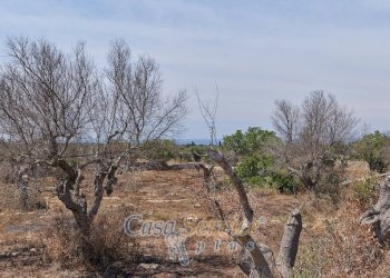 Terreno - Rustic via Masseria Li Giannelli, Taviano - photo 4