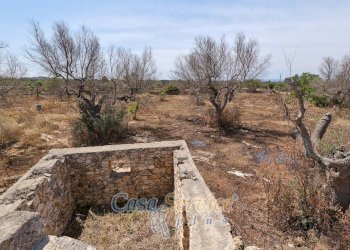 Terreno - Rustic via Masseria Li Giannelli, Taviano - photo 6