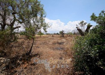 Terreno - Rustic via Masseria Li Giannelli, Taviano - photo 10