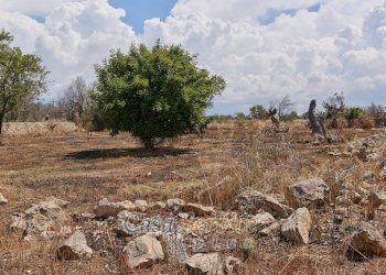Terreno - Rustic via Masseria Li Giannelli, Taviano - photo 16