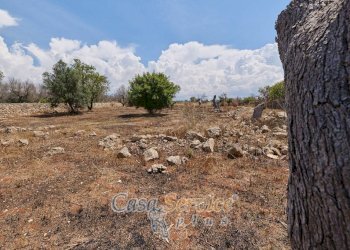 Terreno - Rustic via Masseria Li Giannelli, Taviano - photo 17