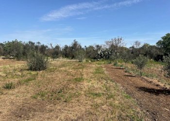 Terreno - Building land strada Vicinale Bon-Amì, Matino - photo 16