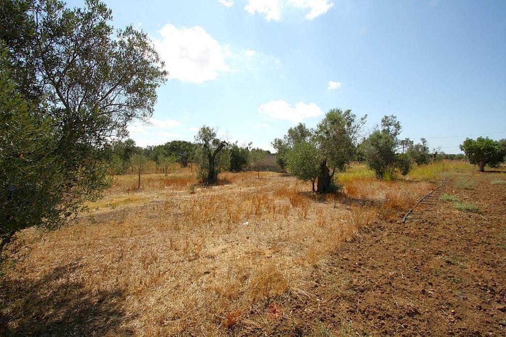 Terreno - Building land strada Vicinale di Calori, Matino - photo 2