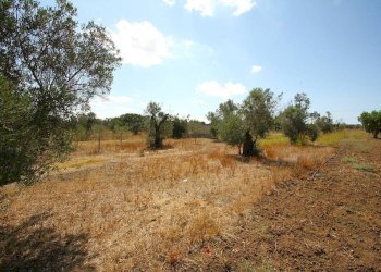 Terreno - Building land strada Vicinale di Calori, Matino - photo 2
