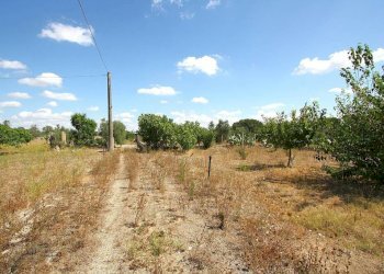 Terreno - Building land strada Vicinale di Calori, Matino - photo 9