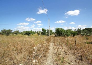 Terreno - Building land strada Vicinale di Calori, Matino - photo 10