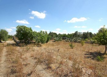 Terreno - Building land strada Vicinale di Calori, Matino - photo 11