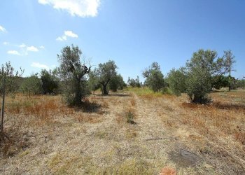 Terreno - Building land strada Vicinale di Calori, Matino - photo 19