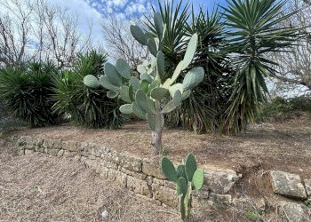 Terreno - Villa via Roma, Cutrofiano - foto 10