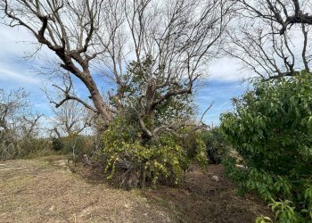 Terreno - Villa via Roma, Cutrofiano - foto 12