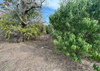 Terreno - Villa via Roma, Cutrofiano - foto 14