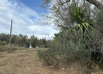 Terreno - Villa via Roma, Cutrofiano - foto 15