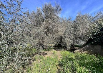 Single Family Villa Strada Provinciale Sud, Ceriana - photo 30