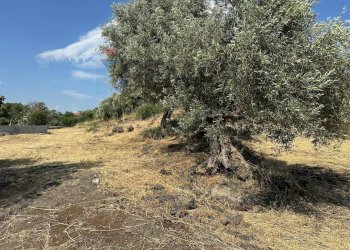 Non correlato - Terreno agricolo Via Ficarelli
 
snc, Misterbianco - foto 5